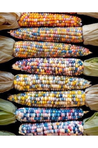 Renkli Mısır Tohumu 100 Adet