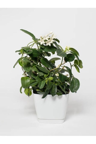 Kokulu Ofis Bitkisi Hediyelik 1 Adet Gardenya Çiçeği Saksılı 30-50cm Gardenia Flower