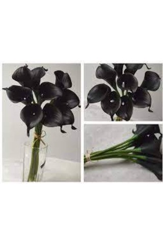 20 Adet Tohum Siyah Calla Lily Çiçek Tohumu Afrika Çöl Çiçeği Calla Lily Tohumlu