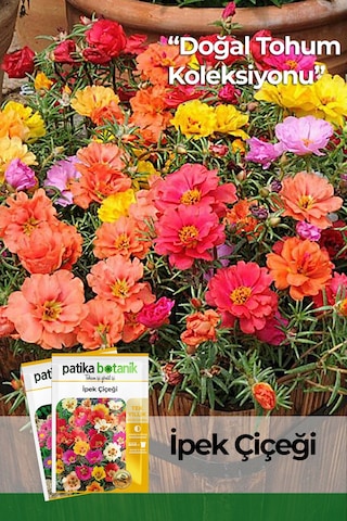 Patika Botanik 100 Adet İpek - Şellaki Portulaca Grandiflora Çiçek Tohumu
