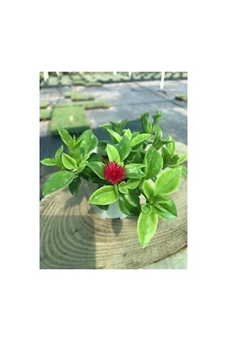 Buz Çiçeği Fidesi Fidanı Yer Örtücü Çok Yıllık Aptenia Cordifolia