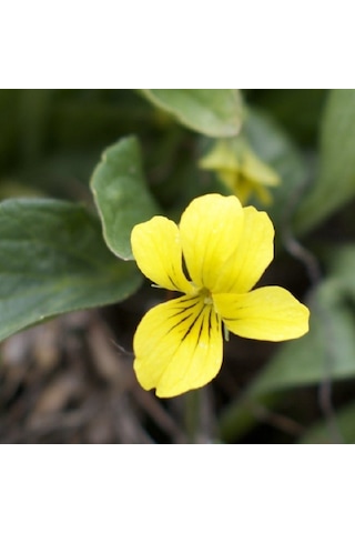 Golden Gate Violet Menekşe Çiçeği Tohumu 100 Tohum