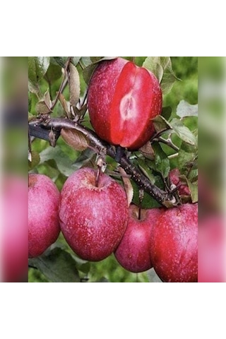 Elma Posof İçi Dışı Kırmızı 150-180 Cm Tüplü