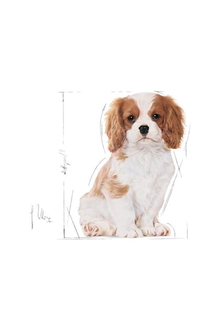 Royal Canin Junior King Charles Yavru Köpek Maması 1500 G