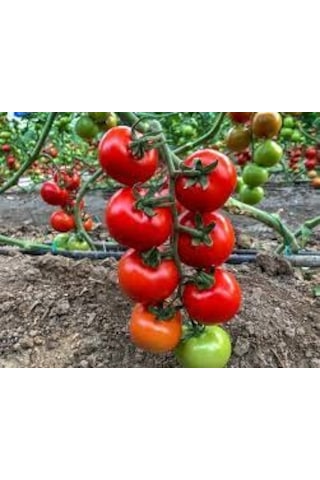 Sunagri Tohumculuk Sırık Salkım Domates Tohumu 50 Adet