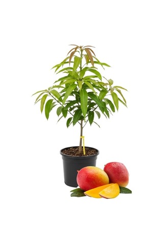 Kent Mango Fidanı 2 Yaş Aşılı, Tüplü, 60 70 Cm Lifsiz & Tatlı