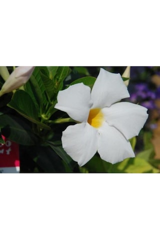 3'lü Beyaz Mandavilla Sarmaşığı Çiçeği Fidanı 40-60 Cm Saksılı Çiçekli Bodur Mandevilla