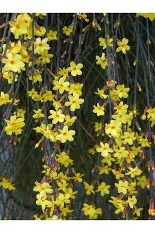 Çalı Yasemin Sarı Yasemin Fidanı 80-120 Cm 1 Adet Tüplü Jasminum Nudiflorum