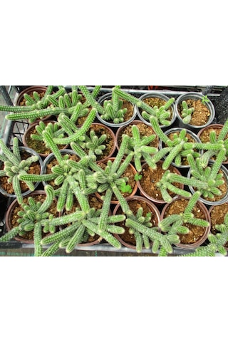 Yılan Kaktüs 5 Adet- Chamaecereus Silvestrii
