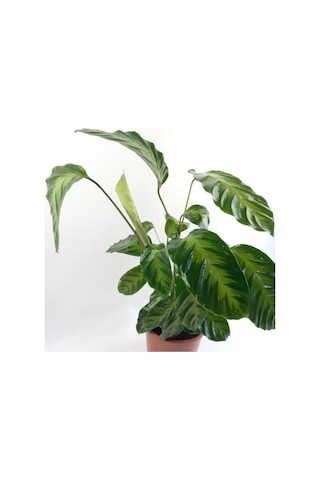 Calathea Warscewiczii Dua Çiçeği Fidanı 10-30 Cm