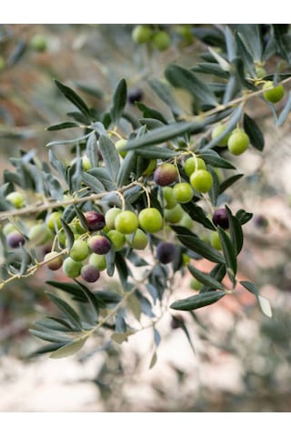 Videolu Gemlik Zeytin Fidanı 90 110 Cm Tüplü 4 Adet Zeytin Fidesi Olive Seedling