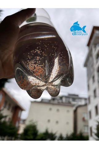 Daphnia Su Piresi Kültürü Balık Yemi 1000 Adet Üzeri Büyük Paket