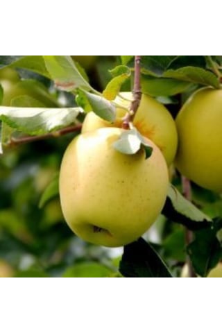 Tüplü Aşılı Tam Bodur Tatlı Sulu Golden Elma Fidanı