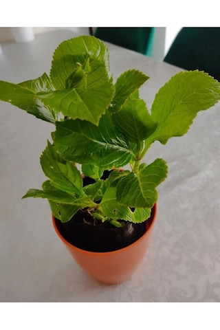 4 Adet Ortanca Fidesi 15-30cm Karisik Renk