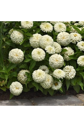 Beyaz Renk Zinnia Çiçeği Tohumu