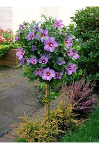 Ağaç Hatmi Fidanı 60-80 Cm Boyunda, Renkli Çiçekli Bahçe Bitkisi