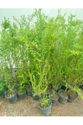 Çin Kurtbağrı 3 Adet 100-120 Cm L.sinense Çiçek Açan Çit Bitkisi