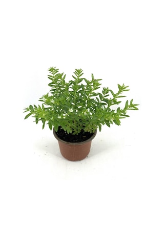 Kufeya Beyaz Çiçekli 20-25 Cm