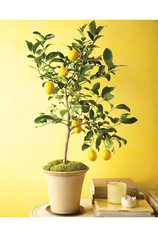 MAYER LİMON FİDANI(Yediveren) - 3 YAŞ AŞILI ve TÜPLÜ 100-150 cm