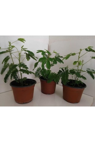 Küstüm Çiçeği Fidanı 10-20 Cm