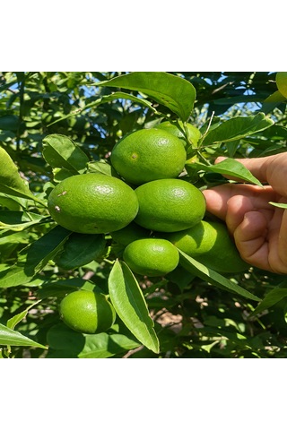 Mandalina 3 Kg Yerli