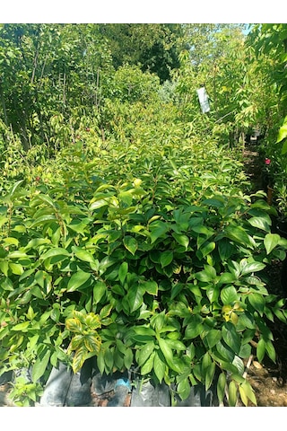 Yeşil Deniz Fidancılık Tüplü Trabzon Hurması Fidanı 50-100 Cm