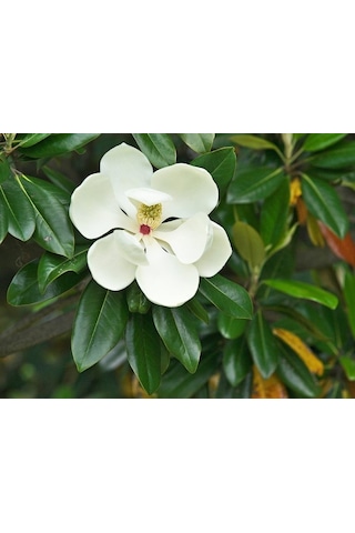 Manolya Magnolia Grandiflora
