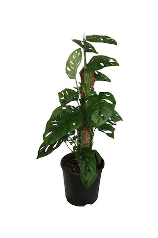 Monstera Obliqua - Sarmaşık Cins Deve Tabanı 80-100 Cm