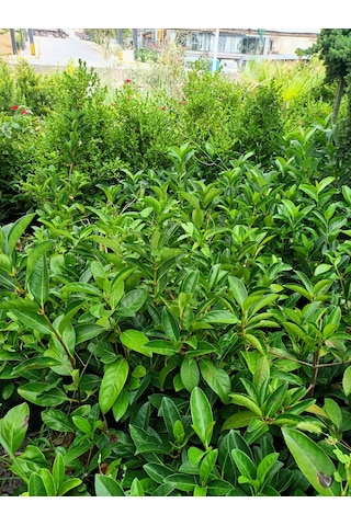 Yeşil Deniz Fidancılık Lisidum Kartopu Fidanı 50-100 Cm