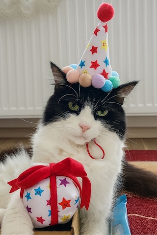 Kedi Parti Kutusu  4'lü Set