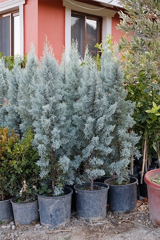 Arizona Mavi Servi Fidanı-12 Lt Saksıda Cupressus Arizonica - 110