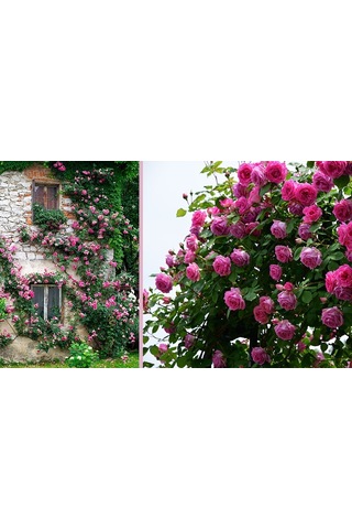 Sarmaşık Pembe Gül Fidanı