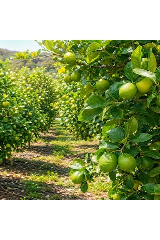 Lime Limon 2 Kg