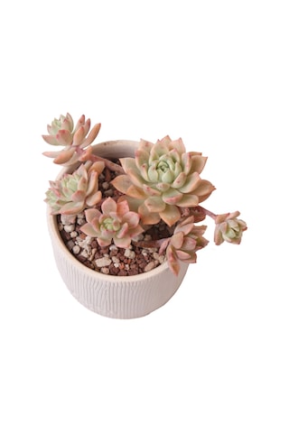 Sedeveria Markus Variegata - Sukulent Haangarden