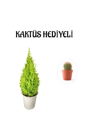 Limon Kokulu Salon Limon Çamı Sevgililer Gününe Özel Kaktüs Hediyeli