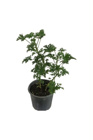 Pelargonium Odoratissimum - Itır Bitkisi 40-50 Cm