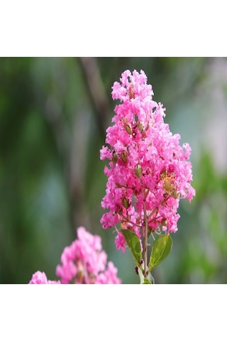 Pembe Çiçekli Erguvan Ağacı Tohumu 100 Adet