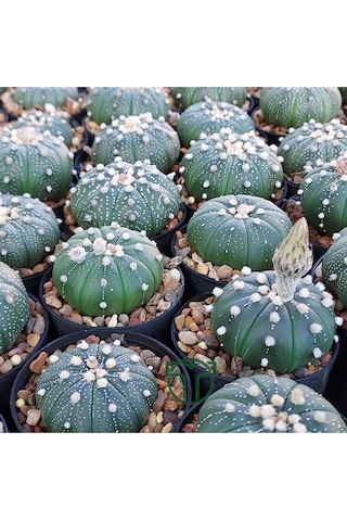 Astrophytum Asterias Serisi 1 Adet Nadir Koleksiyon Kaktüs 5.5 Cm