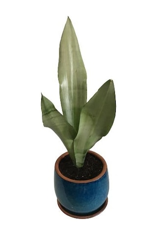 Dekoratif Toprak Saksıda Sansevieria Moonlight Sanseverya