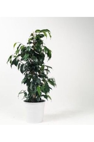 Çok Avantajlı Benjamin Daniella Bitkisi 30 - 40 Cm Diğer