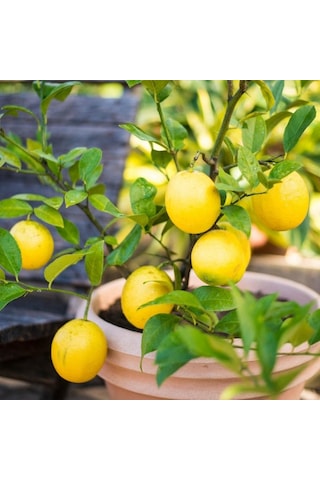 Tüplü Soğuklara Oldukça Dayanıklı Mayer Limon Fidanı