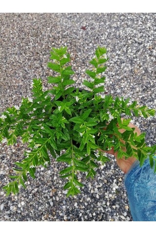 Kufeya Cennet Çiçeği Beyaz - Mor Set Cuphea Hyssopifolia 20-30cm Mix Ürün