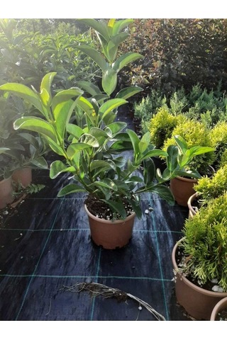 Kartopu Viburnum Lucidum 1 Adet 50-70 Cm Saksılı Dış Mekan Bahçe Peyzaj Çit Bitkisi