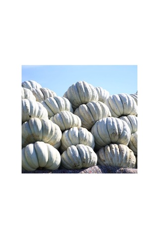 Kış Kabak Tohumu - 10 Gram