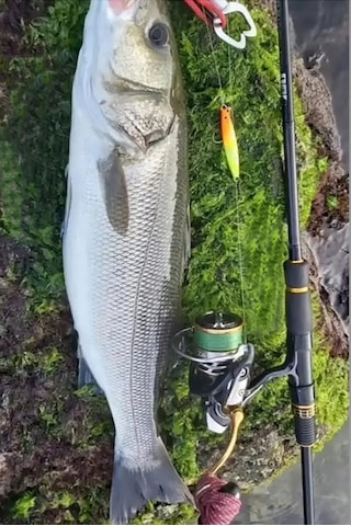 Sardin2 29gr - Sahte Yem Kaşık Rapala - Levrek, Palamut, Lüfer, Ç