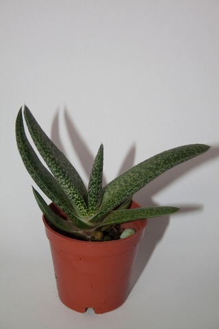 Gasteria Pillansii Sukulent Tekli 5,5 Cm Saksıda