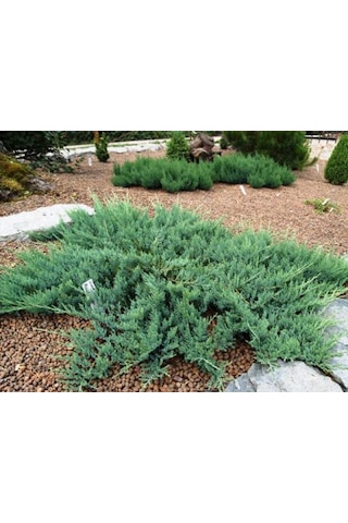 Yayılıcı Ardıç Juniperus Horizontalis - Yer Örtücü Bitki 10 Adet