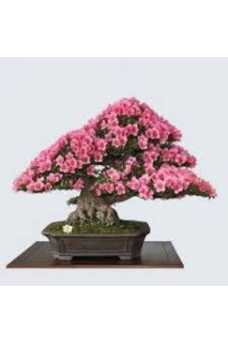 10 Adet Tohum Bodur Pembe Erguvan Bonzai Ağac Ekim Seti Saksı Toprak Süpriz Hediye Bonsai Tohumu