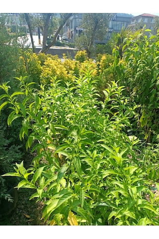 Melisa Akşam Sefası Fidanı 30-50 Cm