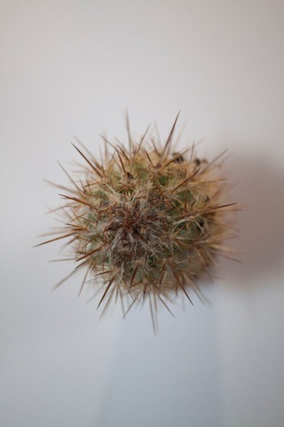 Pilosocereus Gounellei Sütun Kaktüs Tekli 5,5 Cm Saksıda